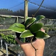 Hand holding a small potted plant with thick green leaves in a greenhouse nursery