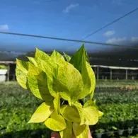 Bright yellow-green plant leaves against a blue sky and greenhouse field background