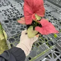 Gloved hand holding a red poinsettia plant in a greenhouse on perforated benching
