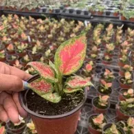Hand holding a small variegated pink-and-green plant pot in a nursery
