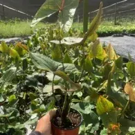 Potted tropical plant with green leaves and yellowing edges in a nursery greenhouse