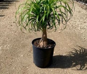 Potted ponytail palm with a thick trunk and long green leaves on a gravel surface.