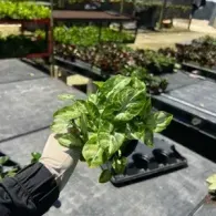 Gloved hand holding fresh green lettuce seedlings in a hydroponic greenhouse row