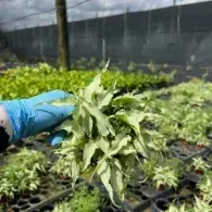 Blue-gloved hand holding a small leafy plant in a greenhouse nursery bed