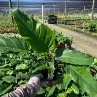 Hand holding a potted tropical plant with large green leaves in a greenhouse nursery