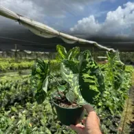 Hand holding a potted green plant in a greenhouse under shade netting and cloudy sky