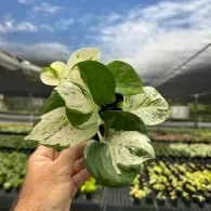 Hand holding a variegated green-and-cream plant in a greenhouse