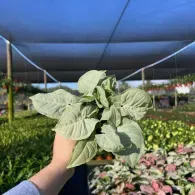 Hand holding a leafy green vegetable in a nursery under shade cloth, with rows of plants behind.