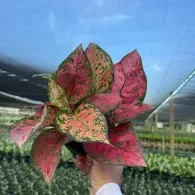 Hand holding a variegated pink and green ornamental plant in a greenhouse nursery