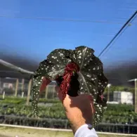 Hand holding a red and green spotted plant against a blue sky