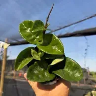 Hand holding a small potted plant with glossy green leaves outdoors