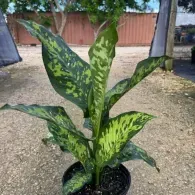 Potted green variegated houseplant outdoors on bare ground with a fence in the background