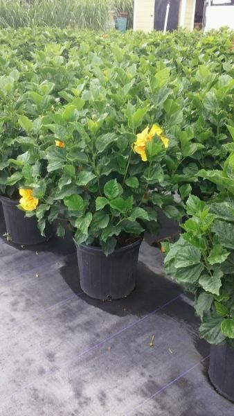 Potted green hibiscus plants with yellow blooms arranged outdoors on a nursery floor