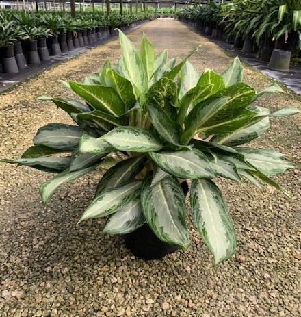 Variegated green and cream tropical plant in a nursery pot on gravel, with rows of plants behind it