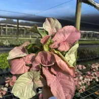 Pink and green variegated leaves on a plant held up in a greenhouse nursery