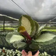 Hand holding a variegated green and cream leaf in a greenhouse nursery