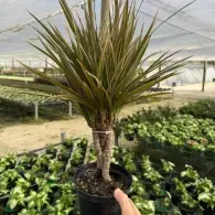 Potted spiky dracaena plant held up in a greenhouse nursery