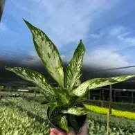 Hand holding a variegated green houseplant in a black pot at a plant nursery under shade netting