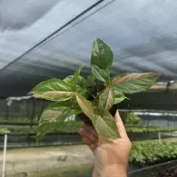 Hand holding a small variegated green plant in a greenhouse nursery