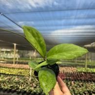 Hand holding a small potted green seedling in a greenhouse nursery