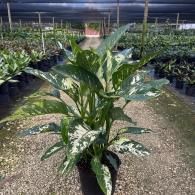 Variegated green houseplant in a nursery aisle, surrounded by rows of potted plants.
