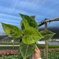 Hand holding a variegated green plant cutting in a greenhouse, with blue shade netting overhead