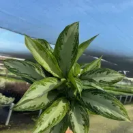 Variegated green houseplant with pointed leaves against a bright outdoor sky