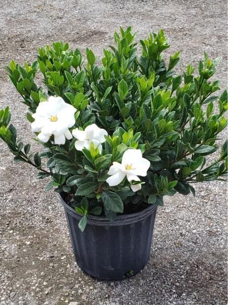Potted gardenia plant with glossy green leaves and white blooms on a concrete surface