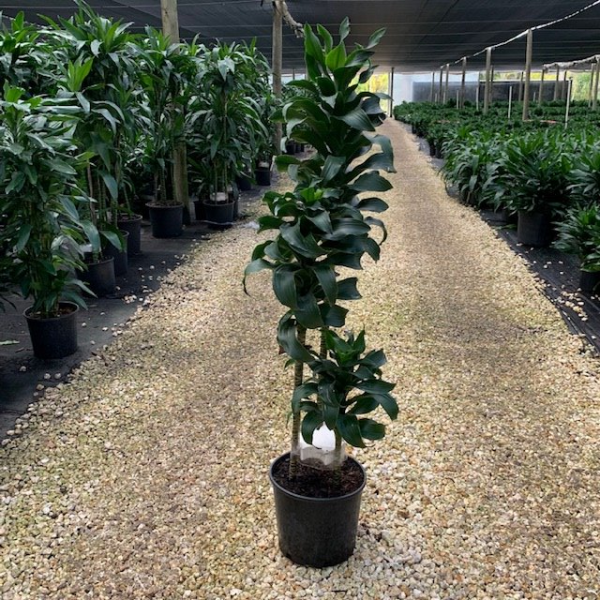 Potted green shrub centered in a plant nursery aisle with rows of plants on both sides