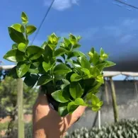 Hand holding a bunch of glossy green leaves outdoors under a blue sky