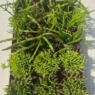 Green leafy plants in a garden, with a dense shrub at the top and trimmed round shrubs below.