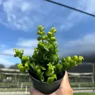 Hand holding a small potted green succulent against a blue sky outdoors
