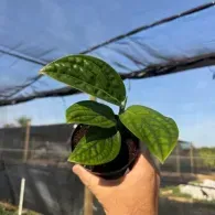 Hand holding a small potted green seedling under a shade net outdoors