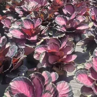 Pink and purple ornamental cabbages growing in a dense garden bed