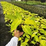 Hand holding a green-and-yellow variegated plant in a nursery row of seedlings