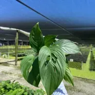 Close-up of a glossy green leafy plant under shade netting in a nursery