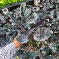 Hand holding a potted plant with dark, striped leaves in a nursery among many similar plants
