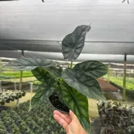 Hand holding a small potted green plant with dark veined leaves in a greenhouse nursery