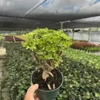 Hand holding a small potted bonsai tree in a greenhouse among rows of plants