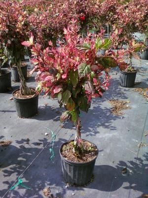 Potted ornamental tree with red and green leaves in a nursery, surrounded by similar plants.