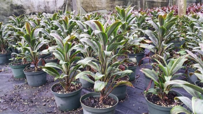 Rows of potted variegated plants in a nursery, with green and cream leaves on a ground cover.