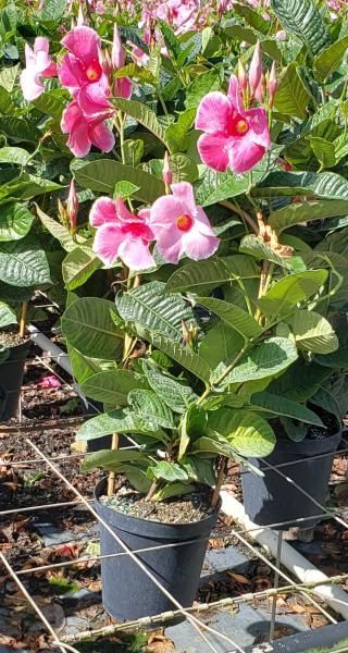 Potted flowering plant with pink blossoms and green leaves on a metal greenhouse bench
