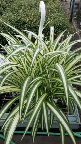 Potted spider plant with long green-and-white striped leaves on a patio