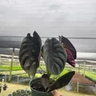 Dark green and purple striped houseplant in a small pot, set against a blurred greenhouse background