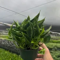 Hand holding a small pot of glossy green houseplant leaves in a greenhouse.