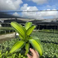 Hand holding a green variegated houseplant in a field nursery under cloudy sky