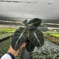 Hand holding a dark green plant with bold white veins in a greenhouse nursery