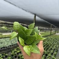 Hand holding a small green seedling in a greenhouse with rows of plants behind it