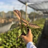 Hand holding a small potted plant with green and pink leaves in a greenhouse nursery