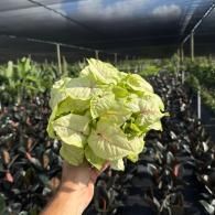 Hand holding a pale green lettuce head in a shaded greenhouse among rows of dark leafy plants